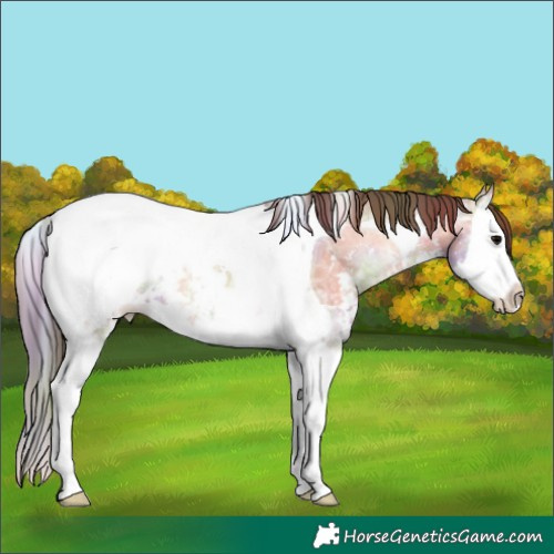 Horse Color:Nacre Bay Ice Onyx Sabino Splash Tobiano Appaloosa 