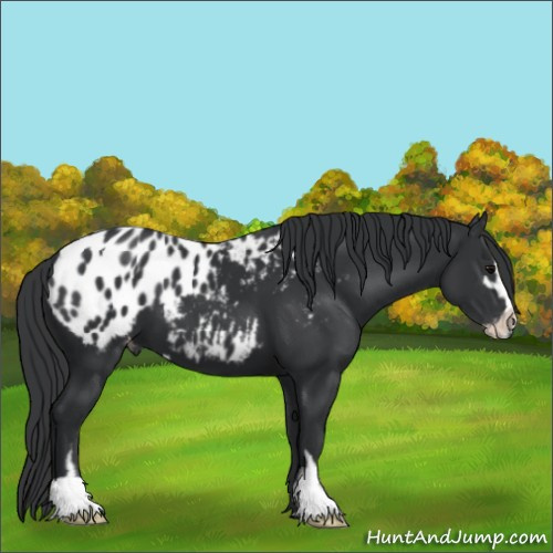 Horse Color:Black Sabino Appaloosa 