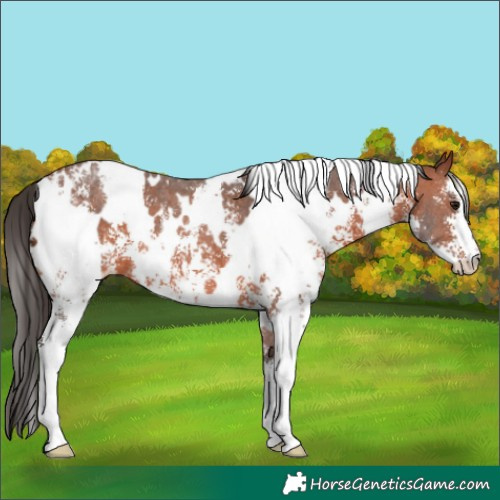 Horse Color:White Spotted Bay Sabino Appaloosa 