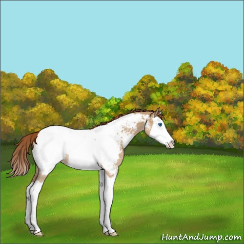 Horse Color:Red Dun Splash Appaloosa 