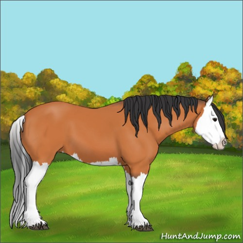 Horse Color:Bay Splash 