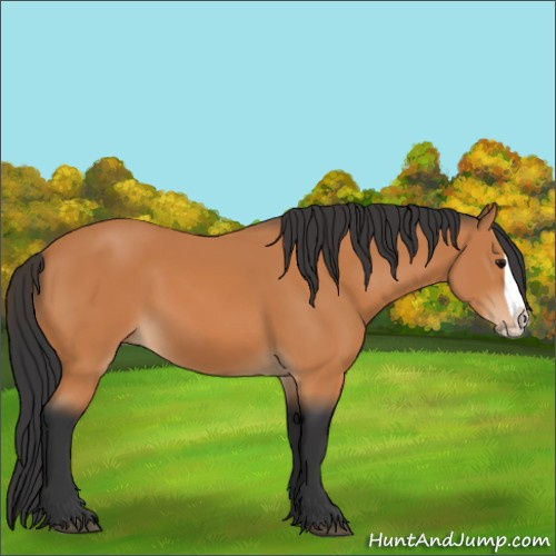 Horse Color:Bay Splash 