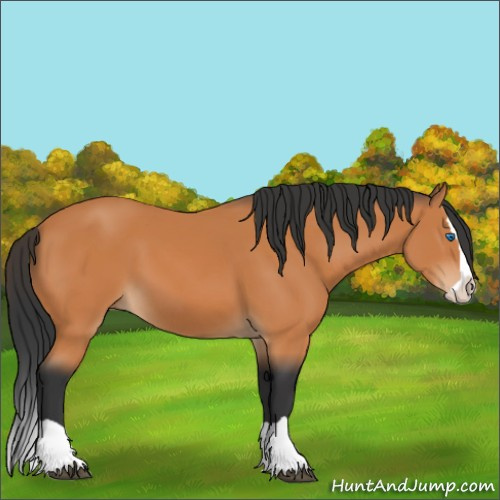 Horse Color:Bay Splash 