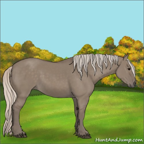 Horse Color:Silver Grullo 