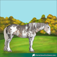 Horse Color:White Spotted Silver Smoky Black 
