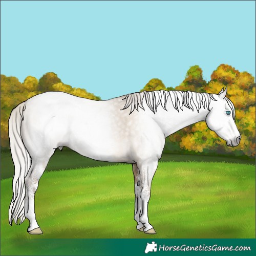 Horse Color:Gray White Spotted Silver Buckskin Pearl Dun 