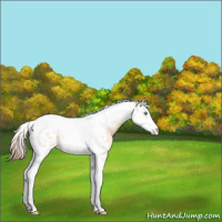 Horse Color:Amber Champagne Dun Splash Tobiano Appaloosa 
