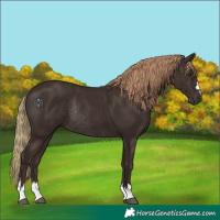 Horse Color:Liver Chestnut Rabicano 