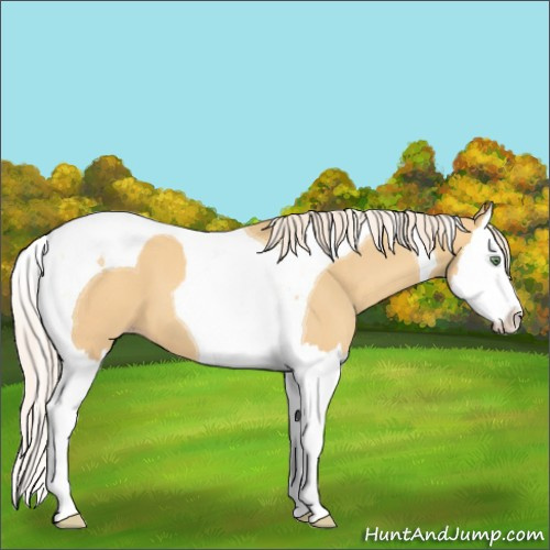 Horse Color:Gold Cream Champagne Splash Tobiano 