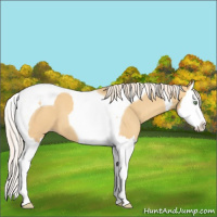 Horse Color:Gold Cream Champagne Splash Tobiano 