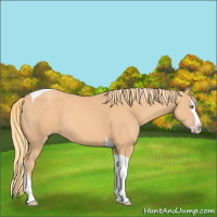 Horse Color:Gold Champagne Splash Tobiano 