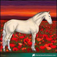 Horse Color:Palomino Dun Splash 