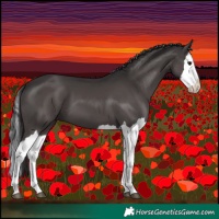 Horse Color:Smoky Grullo Splash