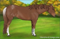 Horse Color:White Spotted Chestnut Sabino 