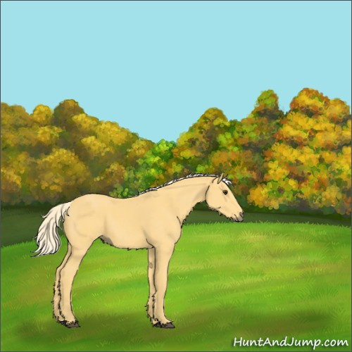 Horse Color:Palomino Rabicano 