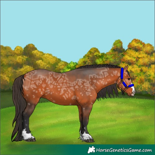 Horse Color:Bay Ice