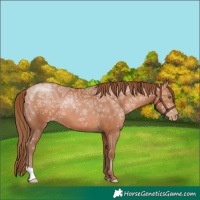 Horse Color:Brown Ice Pearl 
