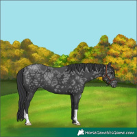 Horse Color:Black Ice 