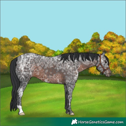 Horse Color:Brown Ice 