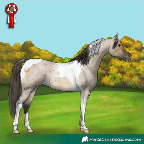 Horse Color:Buckskin Roan Dun Tobiano Appaloosa 
