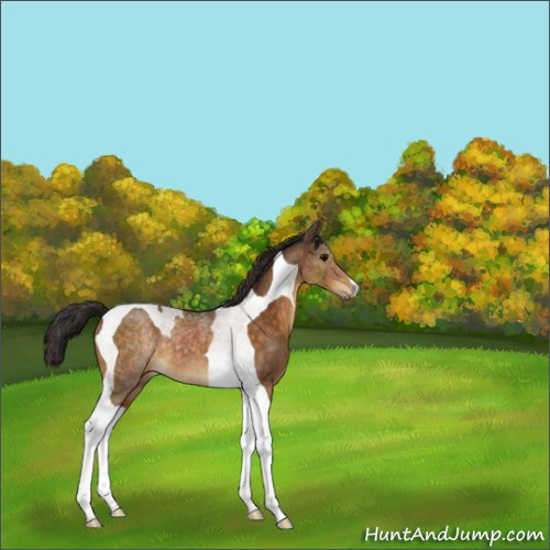 Horse Color:Buckskin Tobiano 