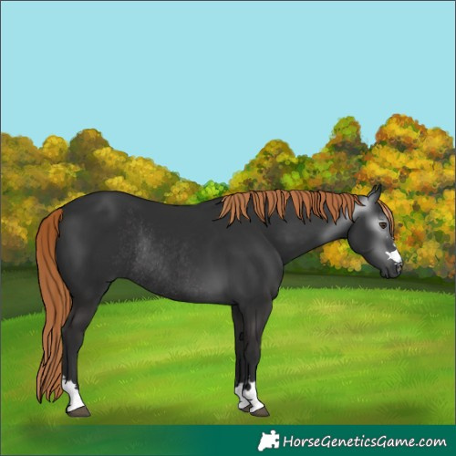Horse Color:Gray Liver Chestnut Rabicano 
