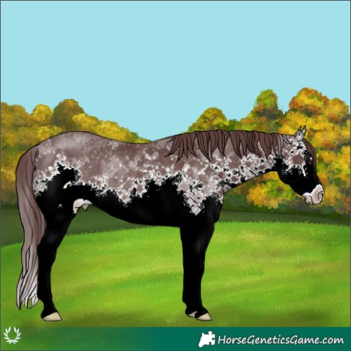 Horse Color:Chocolate Black Sabino Splash Rabicano