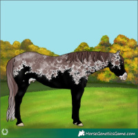 Horse Color:Chocolate Black Sabino Splash Rabicano