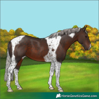 Horse Color:Silver Brown Tobiano 