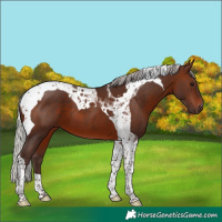 Horse Color:Silver Brown Tobiano 