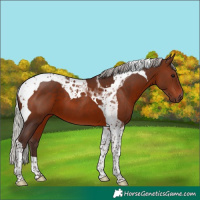 Horse Color:Silver Brown Tobiano 
