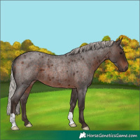 Horse Color:Silver Brown Roan 