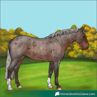 Horse Color:Silver Brown Roan 