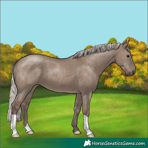 Horse Color:Silver Grullo