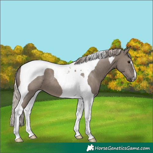 Horse Color:Silver Grullo Tobiano 