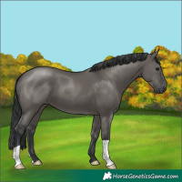 Horse Color:Grullo 