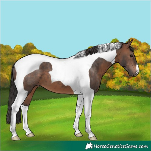 Horse Color:Brown Tobiano 