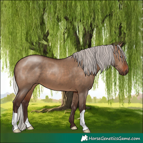 Horse Color:Silver Brown Dun 