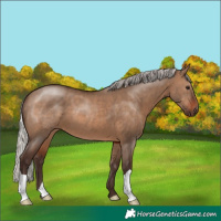 Horse Color:Silver Brown Dun 