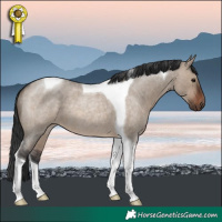 Horse Color:Brown Roan Dun Tobiano 