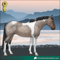 Horse Color:Brown Roan Dun Tobiano