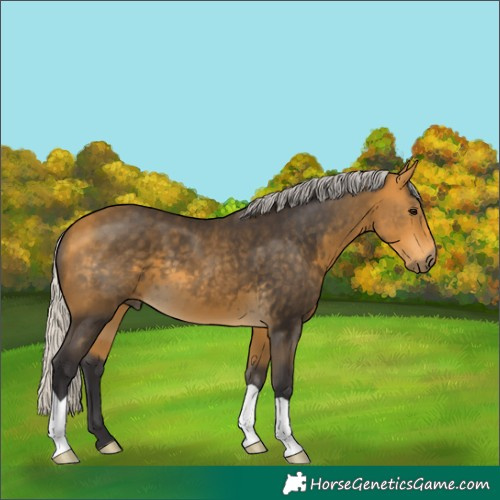 Horse Color:Silver Buckskin 