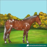 Horse Color:White Spotted Silver Brown