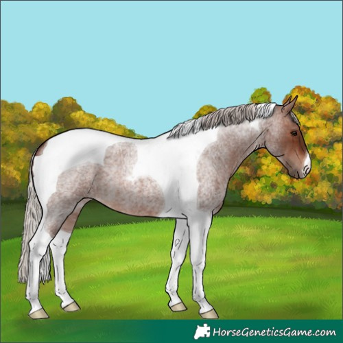 Horse Color:Silver Brown Roan Tobiano 