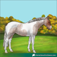 Horse Color:Silver Brown Roan Tobiano