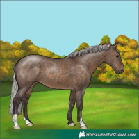 Horse Color:Silver Brown Dun