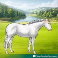 Horse Color:White Spotted Silver Buckskin Tobiano Frame Appaloosa Rabicano 