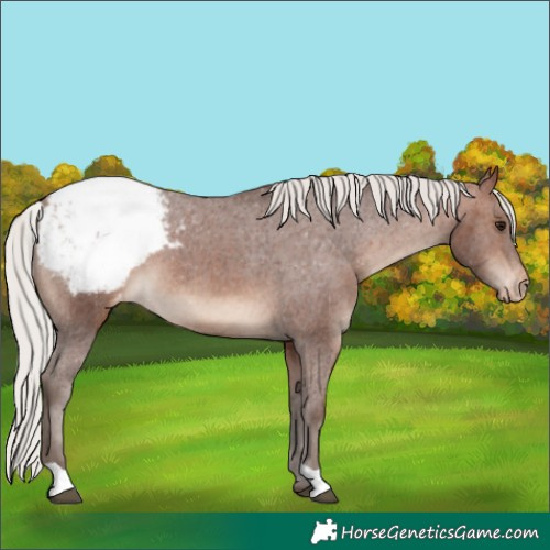Horse Color:Silver Bay Appaloosa 