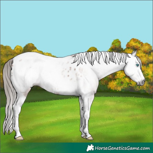 Horse Color:Gray Bay Splash Tobiano Blanket