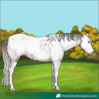 Horse Color:Gray Bay Splash Tobiano Appaloosa 